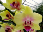 Phalaenopsis PHM 130 Spunky