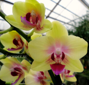 Phalaenopsis PHM 130 Spunky