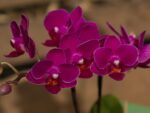 Phalaenopsis PHM 131 Sogo Yenlin 'Coffee'