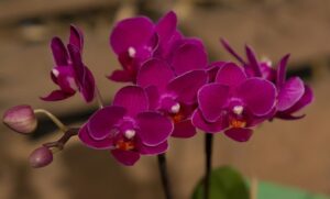 Phalaenopsis PHM 131 Sogo Yenlin 'Coffee'