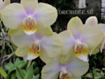 Phalaenopsis PHM 132 Sogo Romantic