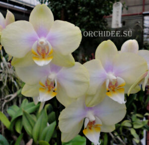 Phalaenopsis PHM 132 Sogo Romantic