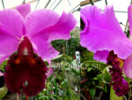 Rhyncholaeliocattleya Charmides'Miura' SM/JOGA, PC/JOS