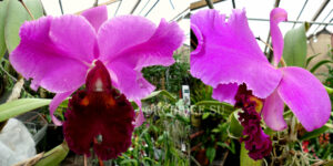 Rhyncholaeliocattleya Charmides'Miura' SM/JOGA, PC/JOS