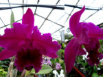 Rhyncholaeliocattleya King of Taiwan 'Chang-Ru'