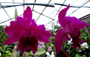 Rhyncholaeliocattleya King of Taiwan 'Chang-Ru'