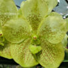 v_citronella