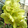 Vanda Sunandra Citronella