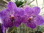 Vanda Exotic Purple