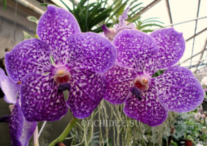 Vanda Exotic Purple