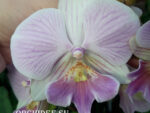 Phalaenopsis PH 133 Big Lip