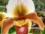 Paphiopedilum American hybrid 003