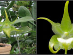 Aeranthes Grandiose (ramosa x grandiflora)