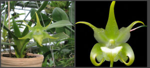 Aeranthes Grandiose (ramosa x grandiflora)