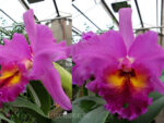 Brassolaeliocattleya King of Taiwan 'Golden Moon'