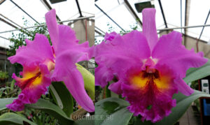 Brassolaeliocattleya King of Taiwan 'Golden Moon'