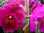 Brassolaeliocattleya Memoria Crispin Rosales