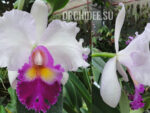 Rhyncholaeliocattleya Mishima Monarch'Blumen Insel'BM/JPG, SM/JOGA