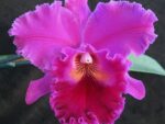 Brassolaeliocattleya Hawaiian Progress 'Carmela'