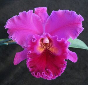 Brassolaeliocattleya Hawaiian Progress 'Carmela'