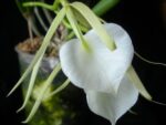 Brassavola nodosa 'Panama Soire' AM/AOS