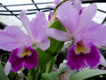 Cattleya hybrid 011