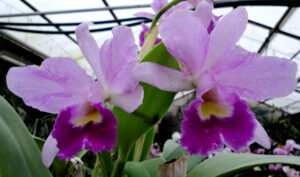 Cattleya hybrid 011