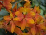 Epidendrum radicans 'Orange'