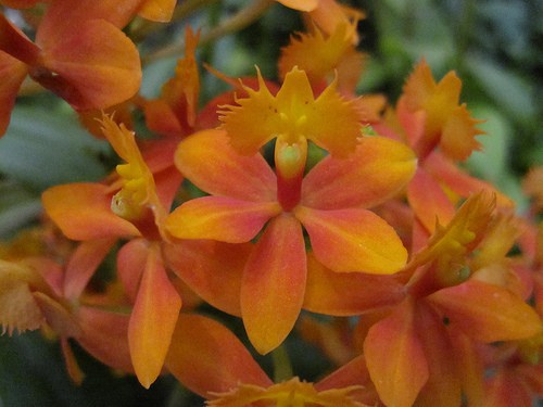 Epidendrum radicans 'Orange'