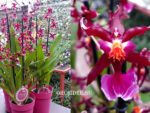 Oncidium 'Mieke van Holm'