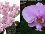 Phalaenopsis schilleriana 'Pink Butterfly' AM/AOS