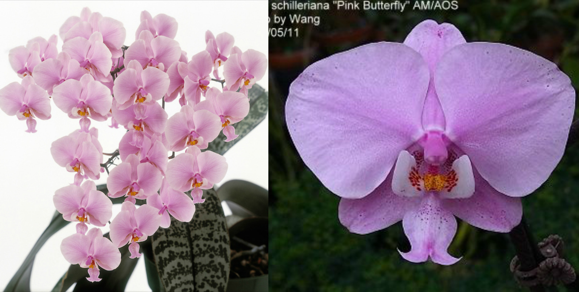 Phalaenopsis schilleriana 'Pink Butterfly' AM/AOS