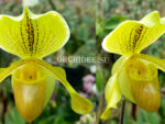 Paphiopedilum hybrid 001