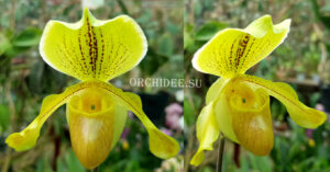 Paphiopedilum hybrid 001