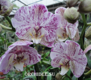 Phalaenopsis PH 004