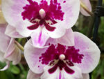 Phalaenopsis PH 038 Big Lip Aladdin