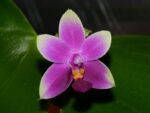 Phalaenopsis Vio Vio