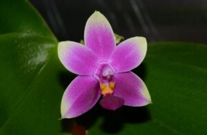 Phalaenopsis Vio Vio