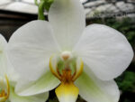 Phalaenopsis PHM 089 Lausanne