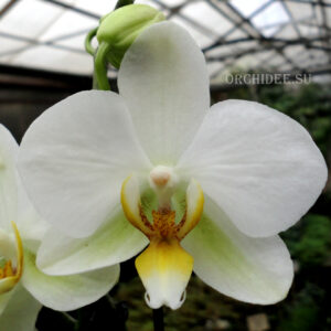 Phalaenopsis PHM 089 Lausanne