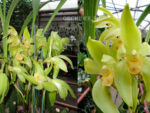 Sudamerlycaste fimbriata
