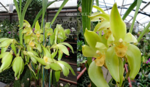 Sudamerlycaste fimbriata