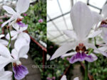 Vanda coerulea x Holcoglossum wangii