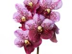 Vanda Divana Pink and Mahogany