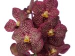 Vanda Sunanda Chesnut Spot