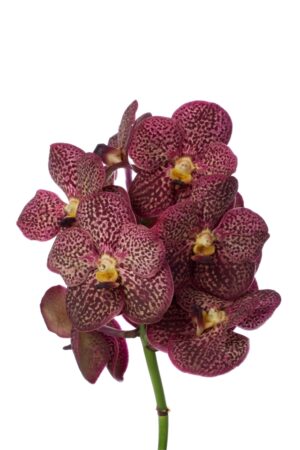 Vanda Sunanda Chesnut Spot