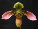 Paphiopedilum appletonianum