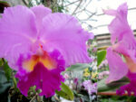 Rhyncholaeliocattleya Taichung Beauty x Rhyncholaeliocattleya Pamela Finney