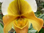Paphiopedilum American hybrid 005