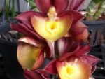 Catasetum Orchidglade